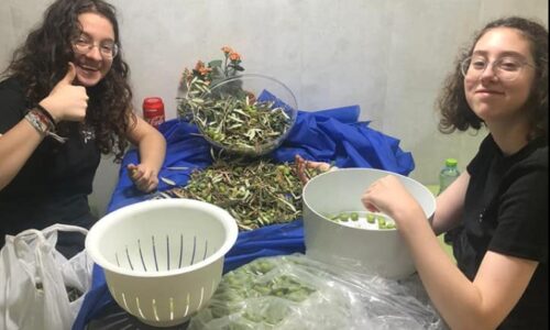 אורט ירוק – מסיק וכבישת זיתים בגינה הקהילתית באורט אבין ר”ג